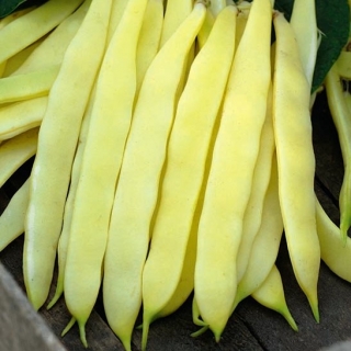 Fasola Maxigold - szparagowa, żółta