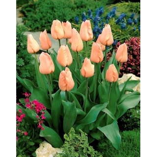 Tulipan morelowy - Apricot - GIGA paczka! - 250 szt.