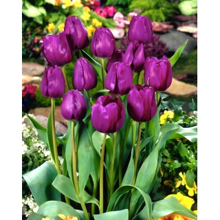 Tulipan fioletowy - Violet - duża paczka! - 50 szt.