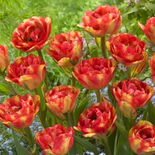 Tulipan Sundowner - duża paczka! - 50 szt.