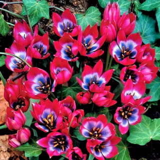 Tulipan Little Beauty - GIGA paczka! - 250 szt.