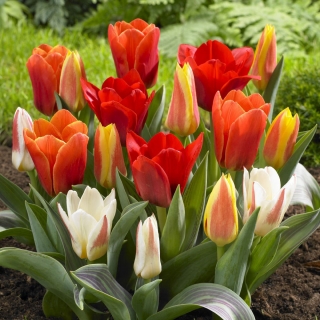 Tulipan botaniczny - niski - mix kolorów - GIGA paczka! - 250 szt.