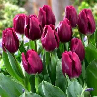 Tulipan Recreado - duża paczka! - 50 szt.