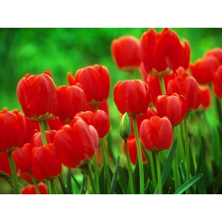 Tulipan czerwony - Red - GIGA paczka! - 250 szt.