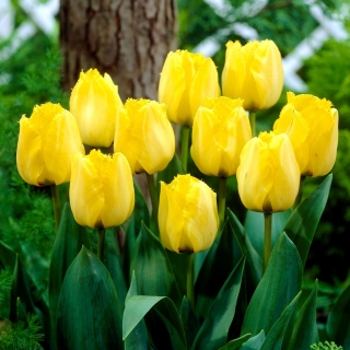 Tulipan Royal Elegance - duża paczka! - 50 szt.