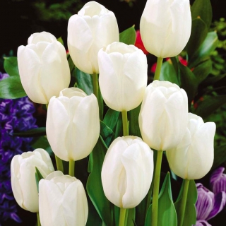 Tulipan White Dream - duża paczka! - 50 szt.