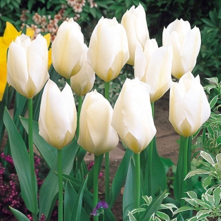 Tulipan niski - White Purissima - duża paczka! - 50 szt.