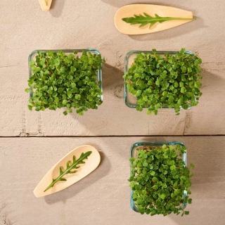 Microgreens - Rukola jednoroczna - młode listki o unikalnym smaku - 100 gram