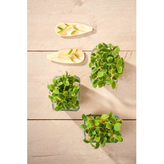 Microgreens - Słonecznik - młode listki o unikalnym smaku