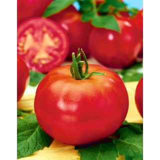 Pomidor Betalux - karłowy