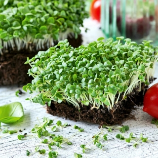 Microgreens - Bazylia zielona - młode listki o unikalnym smaku - 100 gram