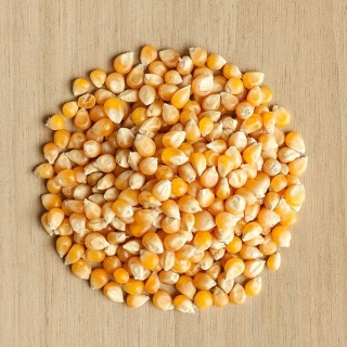 Nasiona na kiełki z kiełkownicą małą - Kukurydza