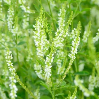 Nostrzyk biały - roślina miododajna - 100 gram