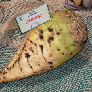 Burak pastewny jednokiełkowy Syriusz - nasiona otoczkowane - 0,5 kg