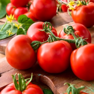 Pomidor Gallant F1 - 250 nasion - nasiona profesjonalne dla każdego