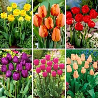Zestaw M - 30 cebulek tulipanów, kolekcja 6 najpiękniejszych odmian