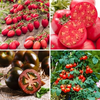 Zestaw L - 4 odmian nasion pomidorów, kolekcja najsmaczniejszych odmian