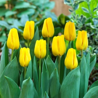 Tulipan Caractere - 5 szt.