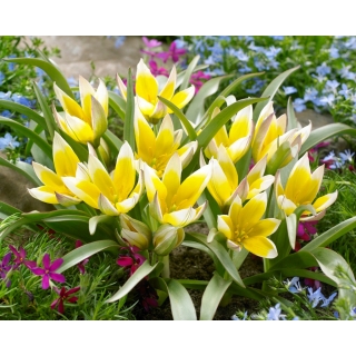 Zestaw 6 - Tulipan Tarda - botaniczny niski - 50 szt.