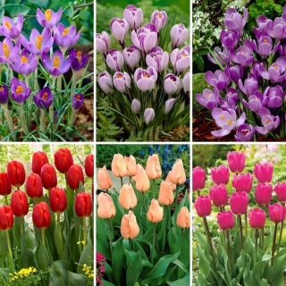 Zestaw M - 45 cebulek tulipanów i krokusów - kolekcja 6 najciekawszych odmian