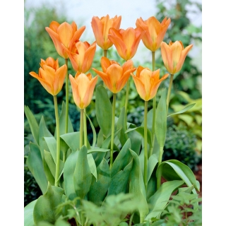 Tulipan Orange Emperor - duża paczka! - 50 szt.