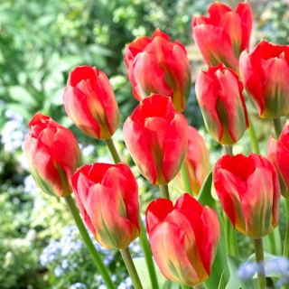 Tulipan Red Alert - duża paczka! - 50 szt.
