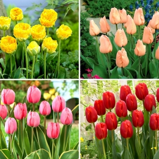 Zestaw S - 20 cebulek tulipanów - kolekcja 4 najciekawszych odmian