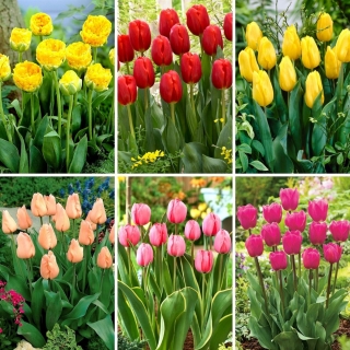 Zestaw M - 30 cebulek tulipanów - kolekcja 6 najciekawszych odmian