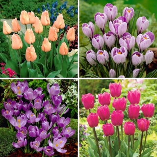 Zestaw S - 30 cebulek tulipanów i krokusów - kolekcja 4 najciekawszych odmian