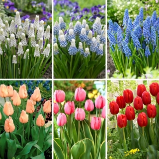 Zestaw M - 45 cebulek szafirków i tulipanów - kolekcja 6 najciekawszych odmian