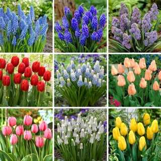 Zestaw L - 70 cebulek szafirków i tulipanów - kolekcja 9 najciekawszych odmian