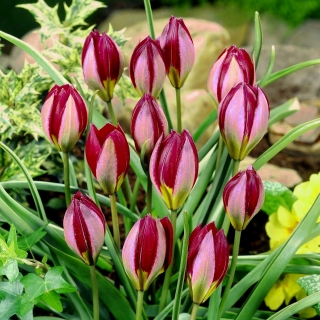 Tulipan Red Beauty - duża paczka! - 50 szt.