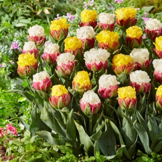 Radosna wiosna - 20 cebulek tulipanów - kompozycja 2 odmian