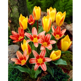 Syreni Śpiew - 50 cebulek tulipanów - kompozycja 2 odmian