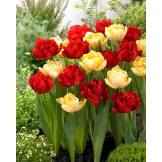 Zestaw 2 odmian cebulek tulipanów - Kompozycja odmian Red Baby Doll i Montreux - 50 szt.