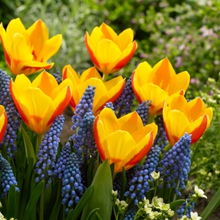 Pierwsza wiosna - 75 cebulek szafirków i tulipanów - kompozycja 2 ciekawych odmian