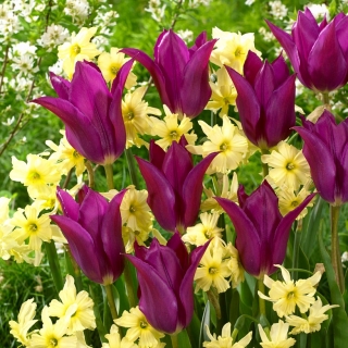 Barwy wiosny - 50 cebulek narcyzów i tulipanów - kompozycja 2 ciekawych odmian