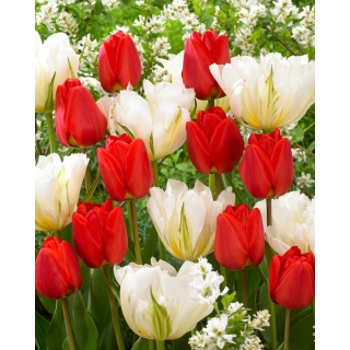 Wiosenna twórczość - 50 cebulek tulipanów - kompozycja 2 odmian