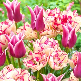 „Pioseneczka wiosenna” - 50 cebulek tulipanów - kompozycja 2 odmian