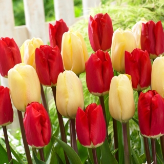 Kolor wyobraźni - 50 cebulek tulipanów - kompozycja 2 odmian