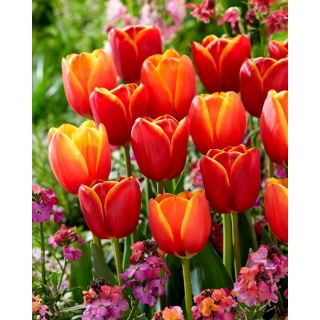 Zestaw 2 odmian cebulek tulipanów - Kompozycja odmian Abu Hassan i Ad Rem - 50 szt.