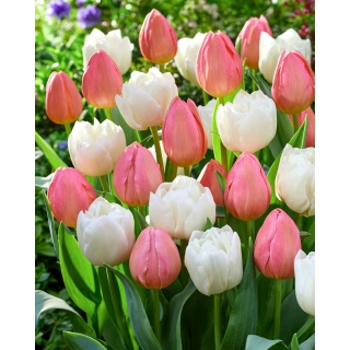 Zestaw 2 odmian cebulek tulipanów - Kompozycja odmian Mount Tacoma i Salmon Impression - 50 szt.