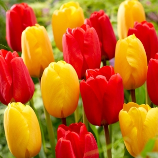 Zestaw 2 odmian cebulek tulipanów - Kompozycja czerwono-żółta - 50 szt.