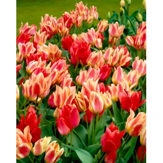 Narodziny Wenus - 50 cebulek tulipanów - kompozycja 2 odmian