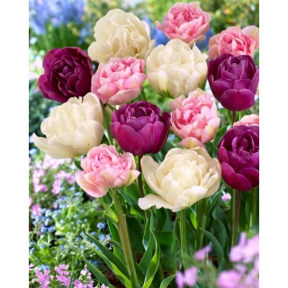 Zestaw 3 odmian cebulek tulipanów - Kompozycja odmian Angelique, Mount Tacoma i Negrita Double - 45 szt.