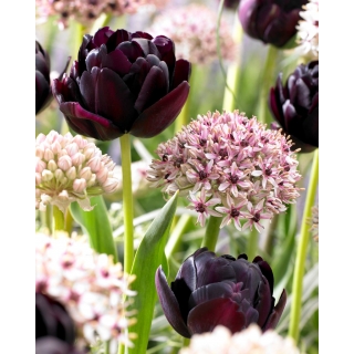 Zestaw tulipanów i czosnków ozdobnych - kompozycja odmian Silver Spring i Black Hero - 30 szt.