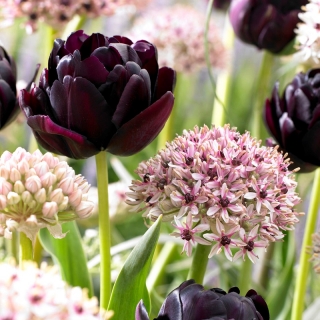 Zestaw tulipanów i czosnków ozdobnych - kompozycja odmian Silver Spring i Black Hero - 30 szt.