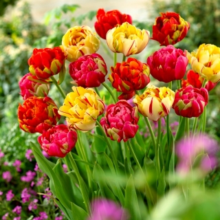 Zestaw 3 odmian cebulek tulipanów - Kompozycja odmian Renown Unique, Golden Nizza i Miranda - 45 szt.