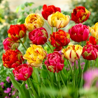Zestaw 3 odmian cebulek tulipanów - Kompozycja odmian Renown Unique, Golden Nizza i Miranda - 45 szt.