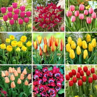 Zestaw L - 45 cebulek tulipanów - kolekcja 9 najciekawszych odmian